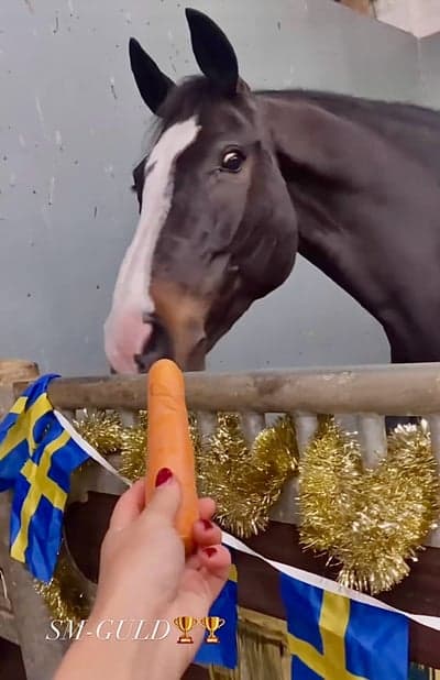 Post 9 of Hanoverian with title Seed i segerbox 🇸🇪🥇