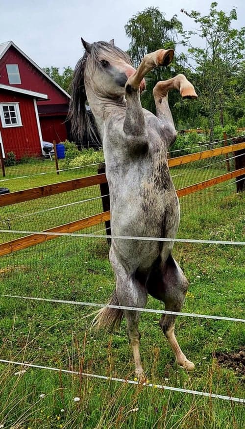 Bild av En framtida stjärna! 
