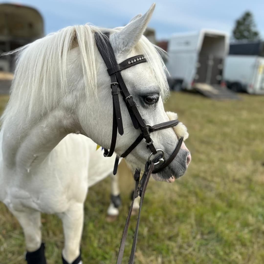 Bild 1 av Stings Prada