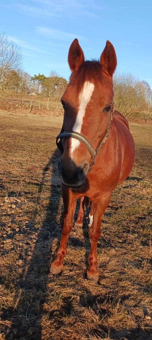 Media 1 av Jolly Jumper