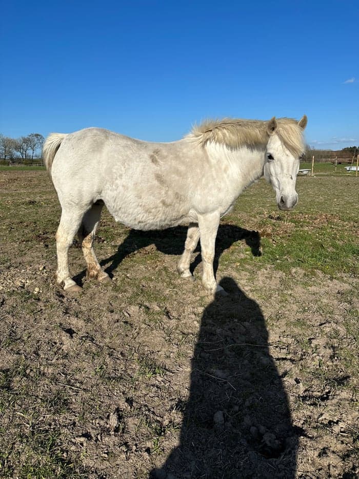 Media 4 av Oatfield Misty Dawn