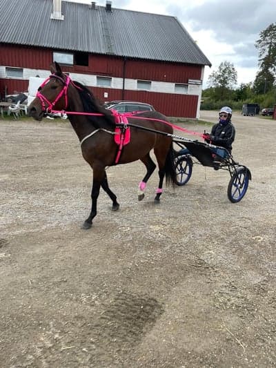 Inlägg 19 av Trav med titeln Eskilstuna 19/9