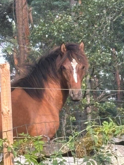 Bild av Ponnykille för framtiden