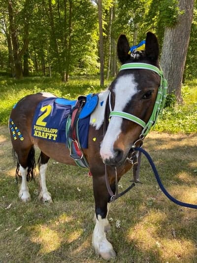 Inlägg 54 av Galopp med titeln Sm - 2023