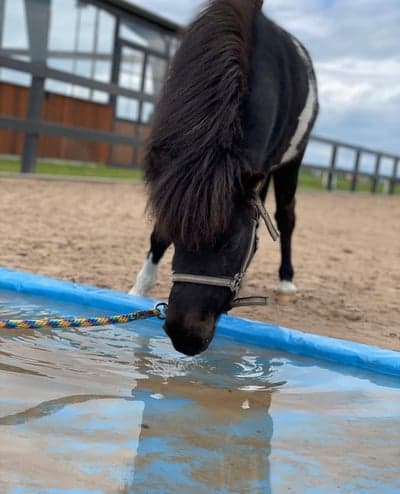 Inlägg 11 av Avel med titeln Lillan❤️