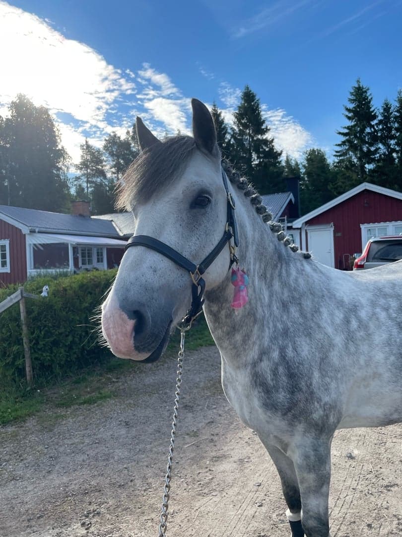 Bild 1 av Alfie's Treasure