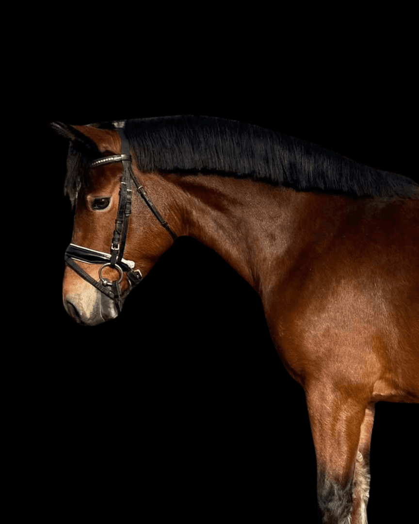 Image 1 of D-ponny sto