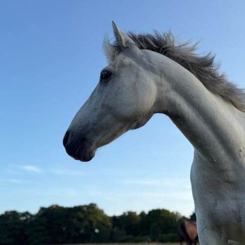 Profilbild av Edith Skansen