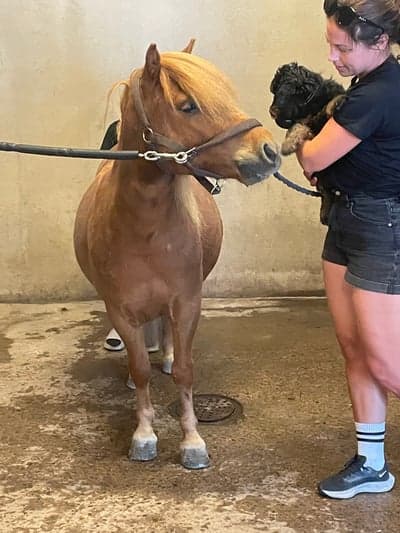 Inlägg 1 av Allround med titeln Träffar Tin Tin