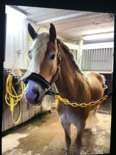 Inlägg 10 av Haflinger med titeln Borsta innan ridning❤️❤️