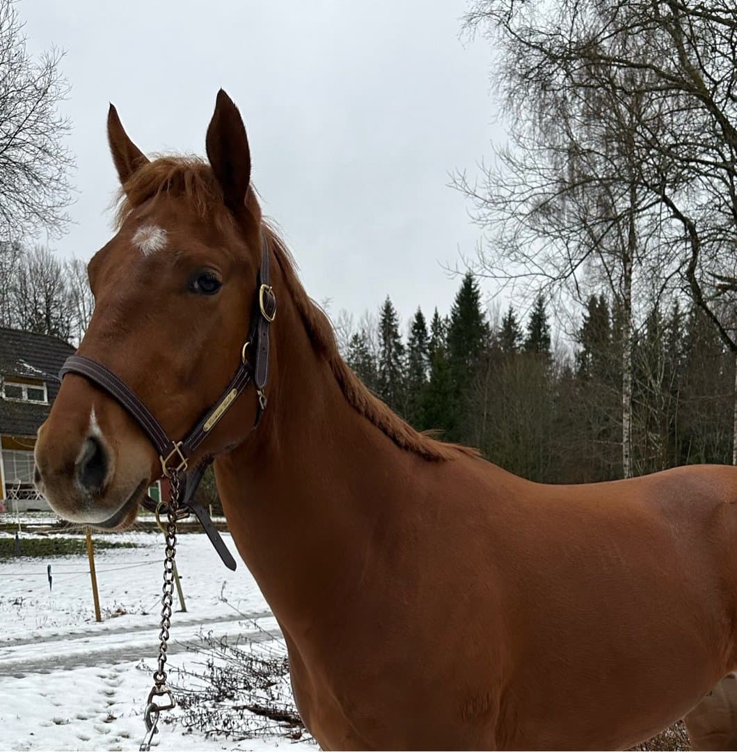 Bild 1 av Crimson Gold