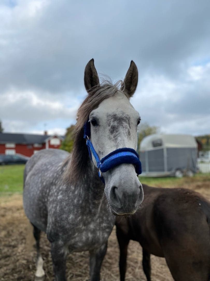 Image 1 of Lliuva De Primavera