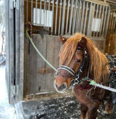 Media 1 av King Triton