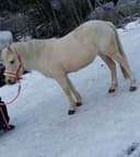 Profilbild av L.A.Orka