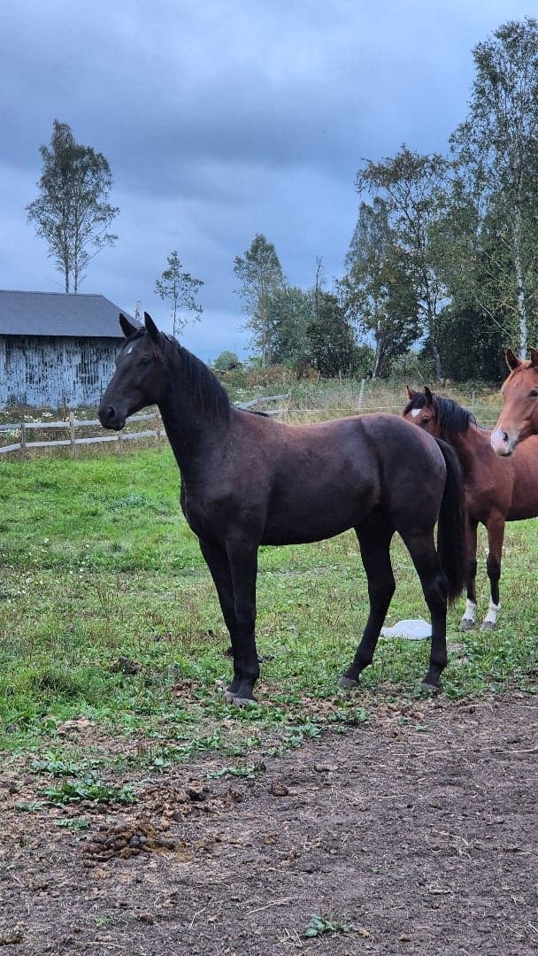 Bild 1 av Valack e. Hometown född 2024