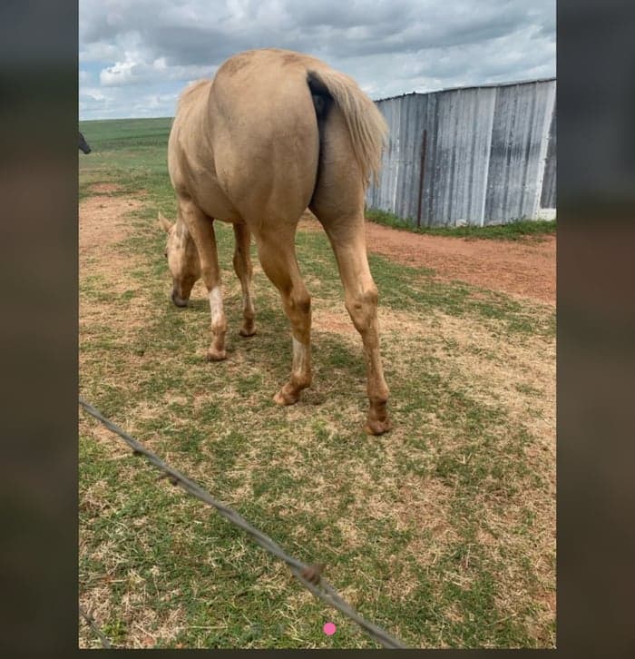 Media 5 av 2020 palomino valack