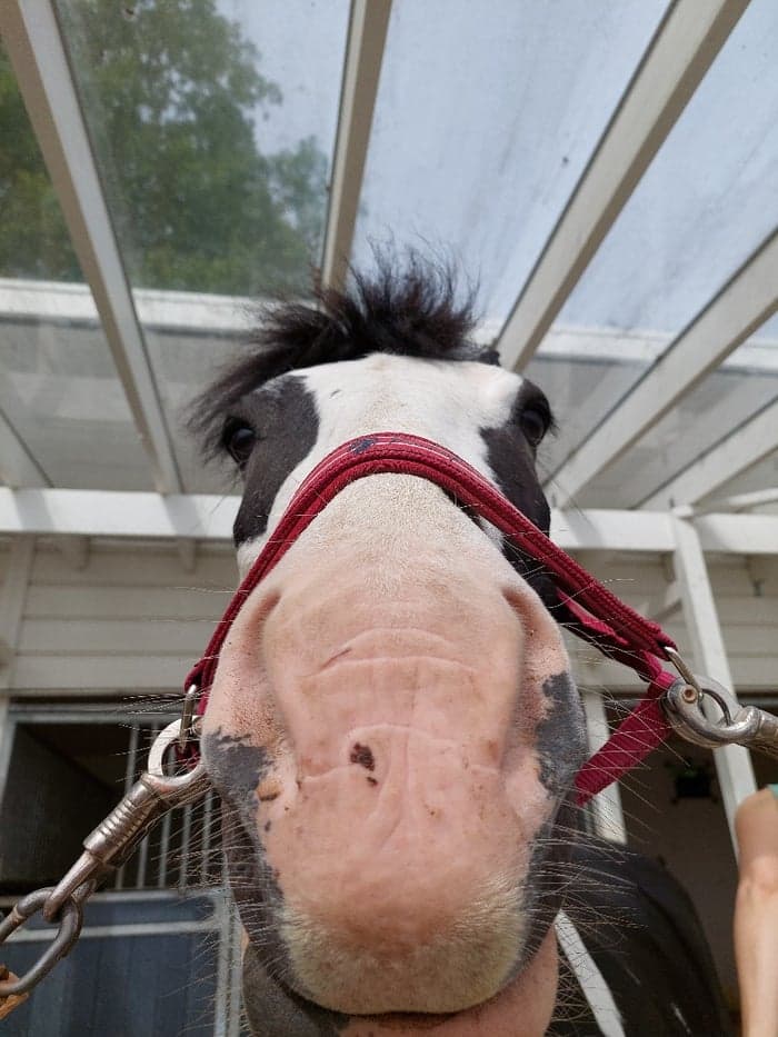 Media 1 av Knockmeal Apache