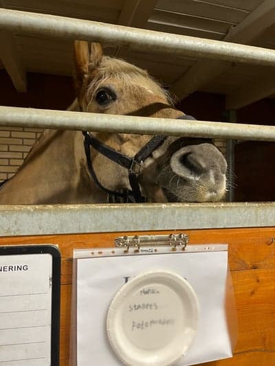 Inlägg 21 av Haflinger med titeln Stallets Fotomodell🎉