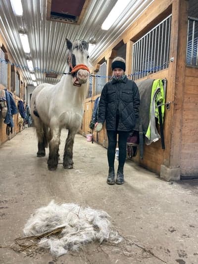 Post 2 of Gypsy Horse with title Oj vad mycket hår 😂😜