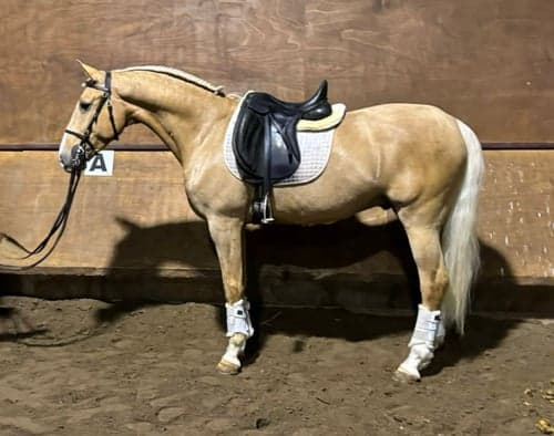 Bild av Välutbildad PSL Lusitano