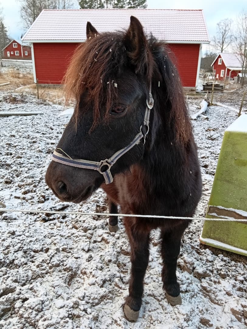 Bild 1 av Isoli farami