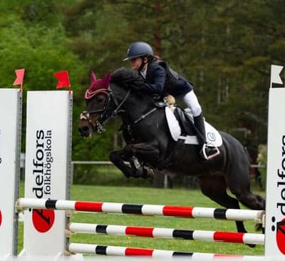 Post 7 of Belgian Sport Horse with title My fervorit girl💫