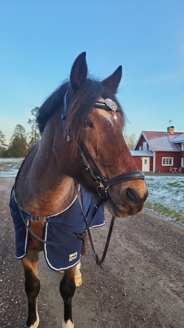 Media 4 av Jammi Dodger