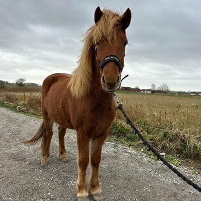 Spyrna frá Eylandi