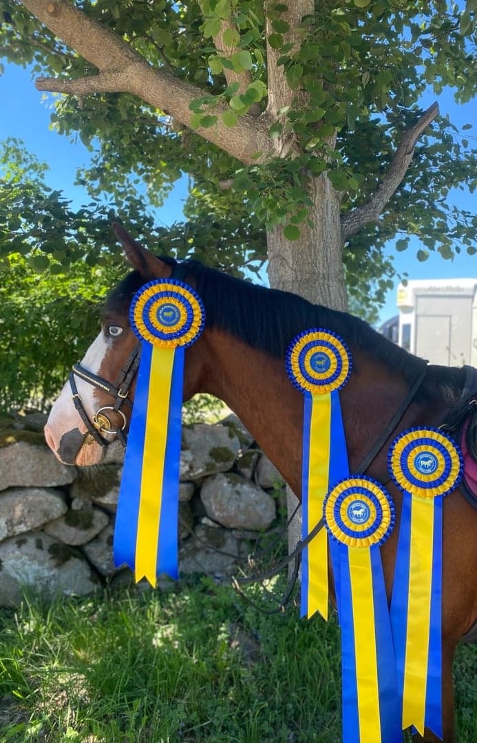 Media 1 av Top Points 4 Me