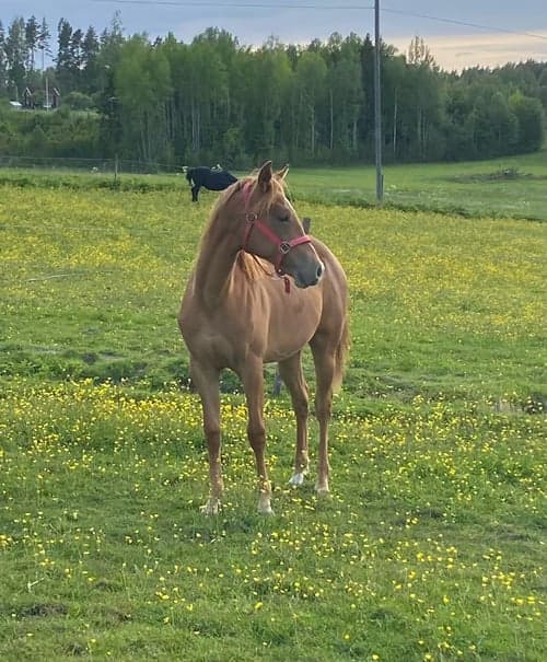 Bild av 1 årig quartersto 