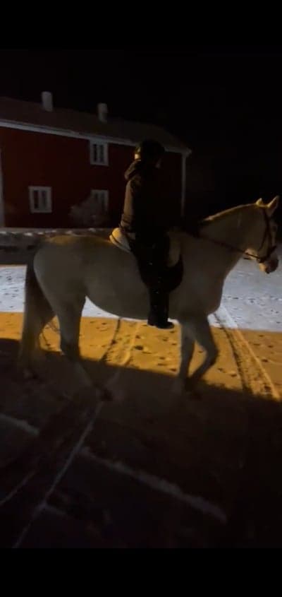 Inlägg 18 av Lipizzaner med titeln Zara med ryttare på för andra gången😍
