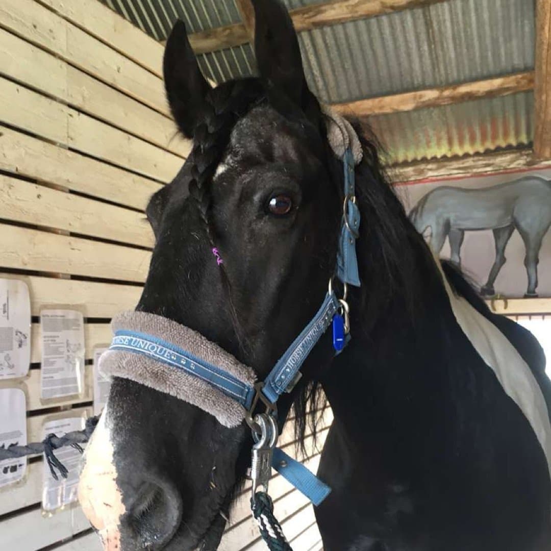 Bild 1 av Irish max well "max"