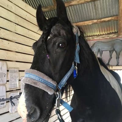 Irish max well "max"