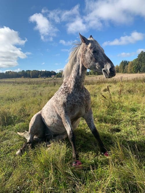 Bild av Charmig och personlig valack