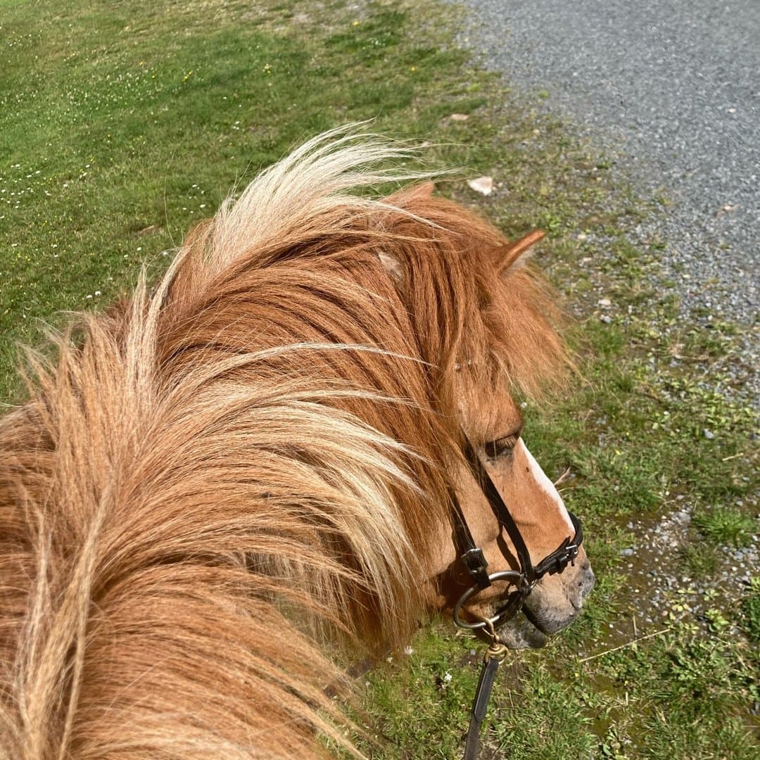 Bild 1 av Fifill från Östra Greda