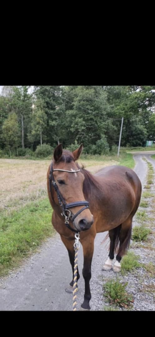 Bild av Trevlig C-ponny för skogsturer, sällskap eller avel.