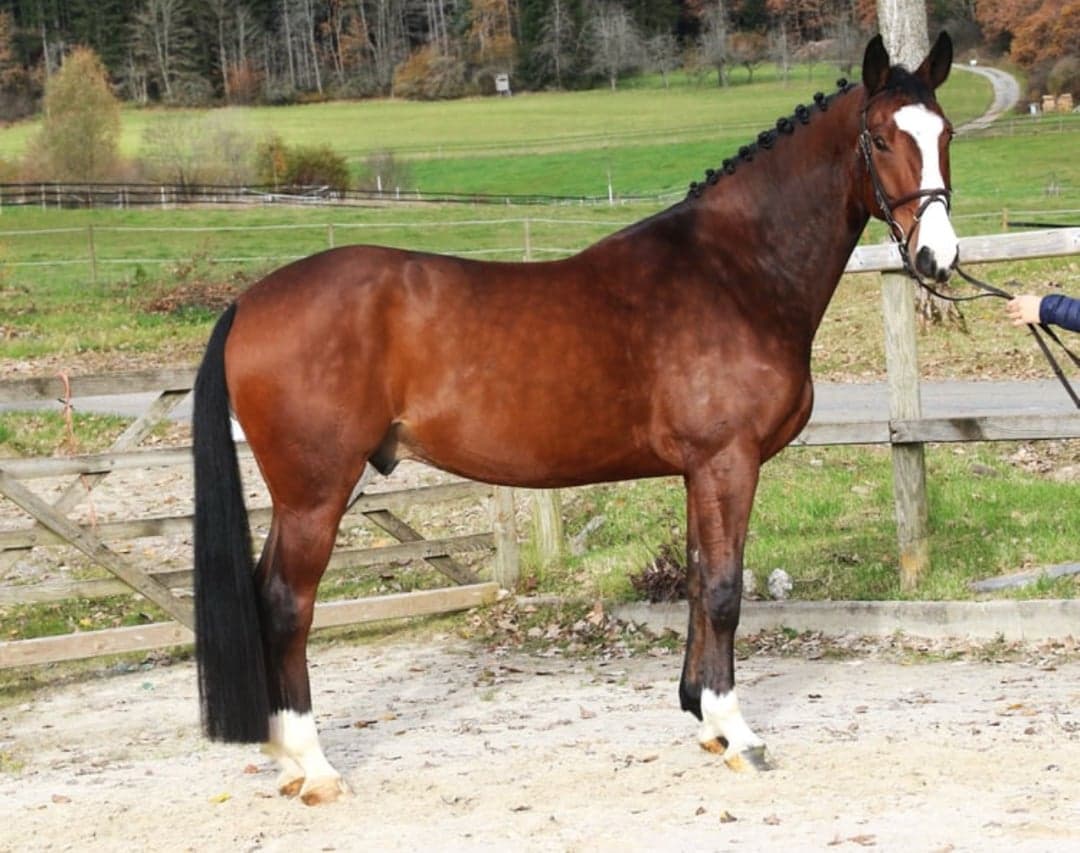 Bild 1 av Herrlicher Sportler mit grosser Zukunft