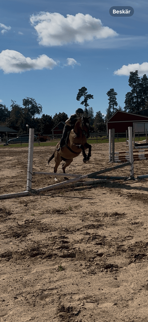 Bild av Trevlig, snäll valack 