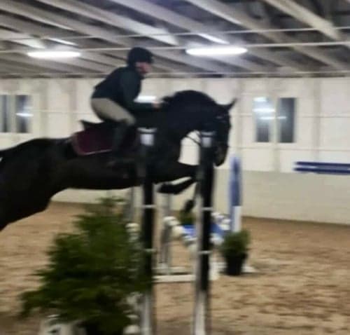 Bild av Snäll häst som söker medryttare/delfodervärd