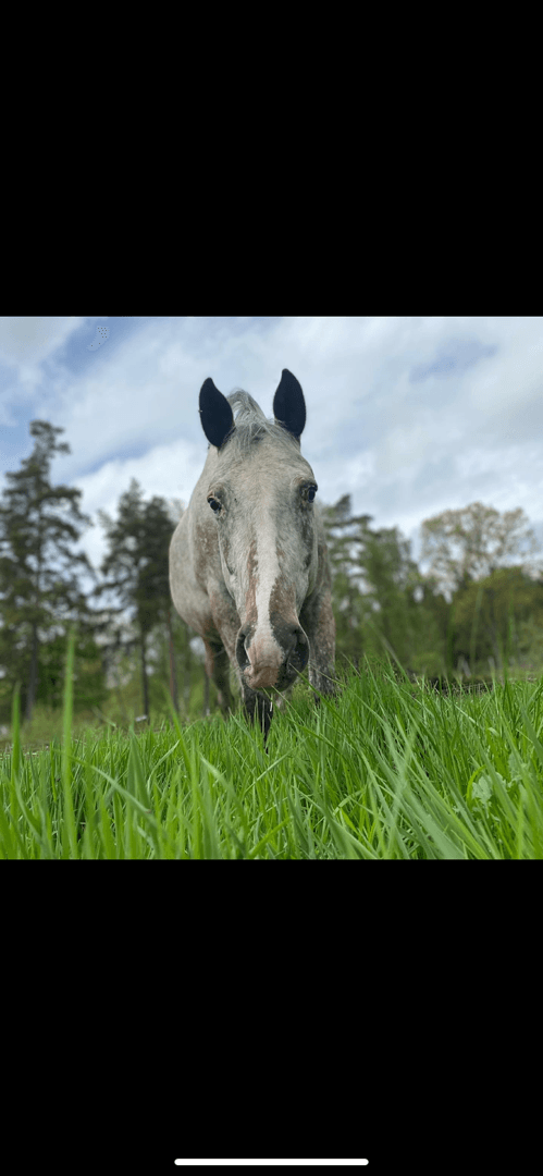 Bild 1 av Cat’s Forgive Me