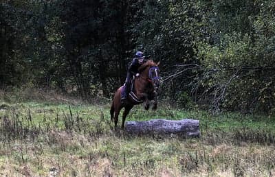 Inlägg 20 av Korsningsponny med titeln Hoppträning