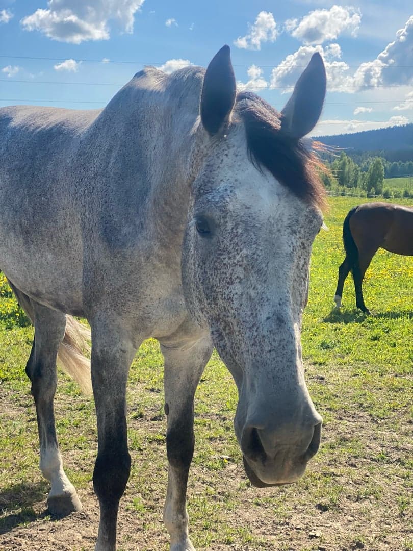 Bild 1 av Maze Runner F