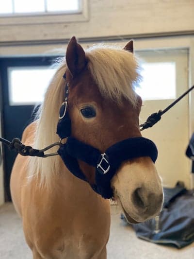 Inlägg 45 av Ponnytrav med titeln Årsdebut på lördag✨
