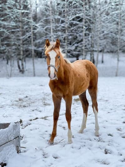 Inlägg 122 av Allround med titeln Parvel🫶🏼