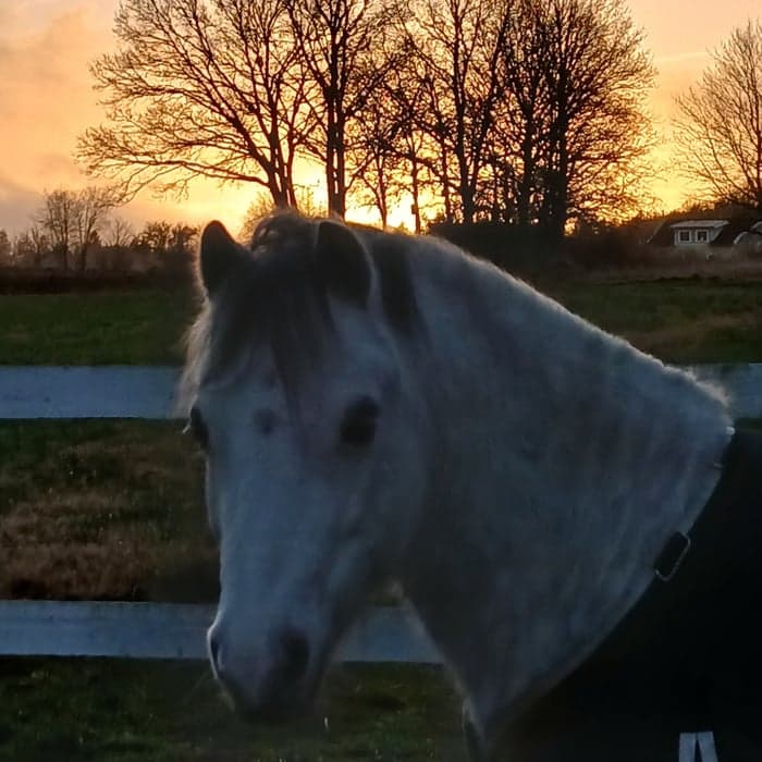 Media 1 av Mandas Prince