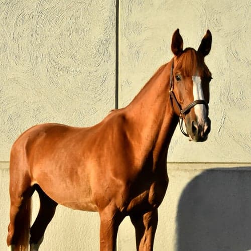 Image of Ädel valack