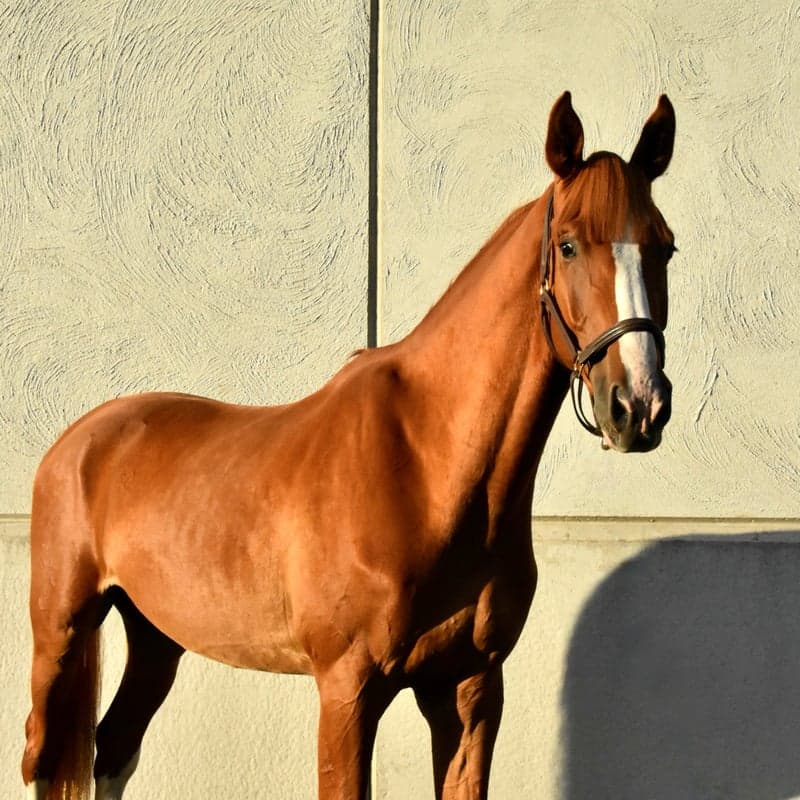 Bild 2 av Ben Nevis K2