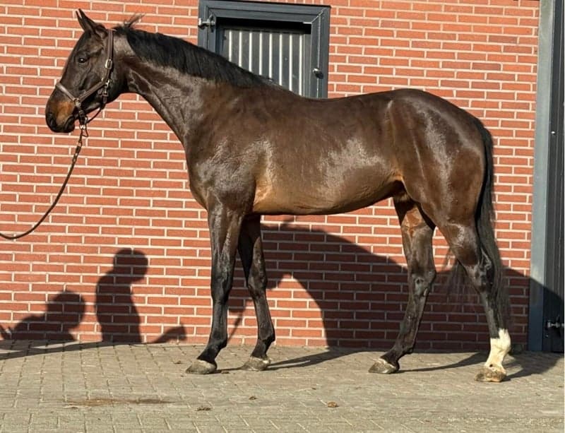 Bild 2 av Danilo Fan