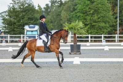 Inlägg 32 av Dressyr med titeln NM 2022