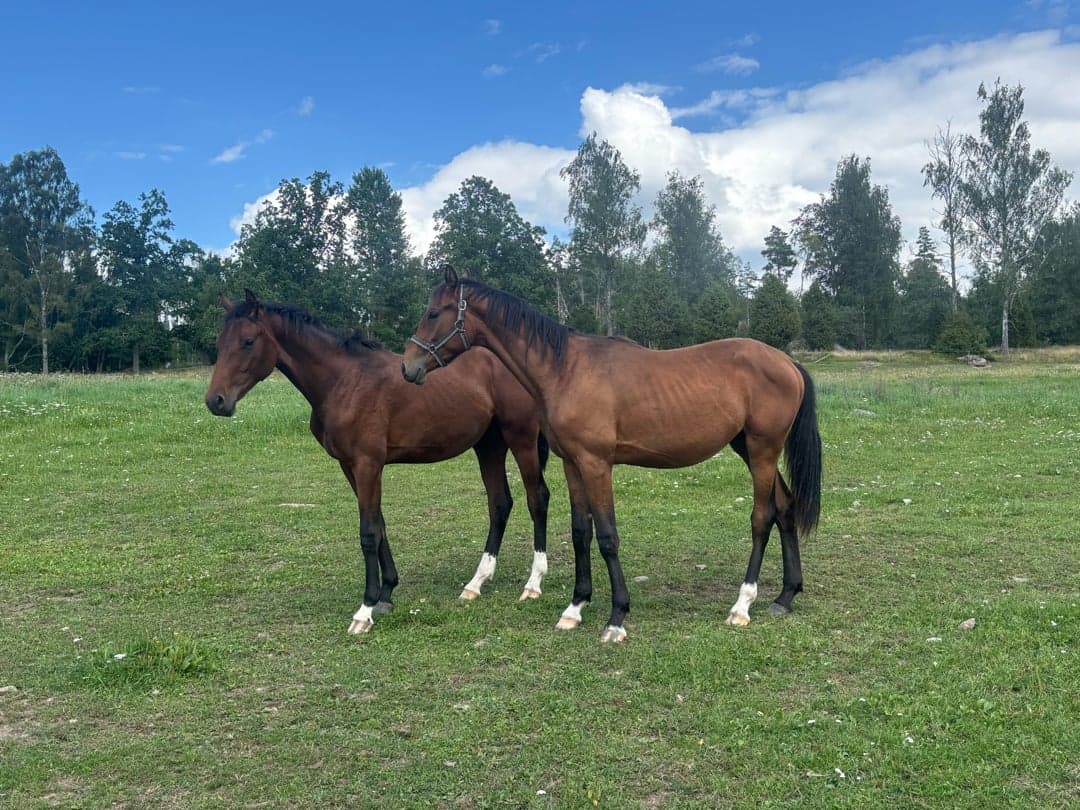 Bild 1 av Diamonds Eternity LH